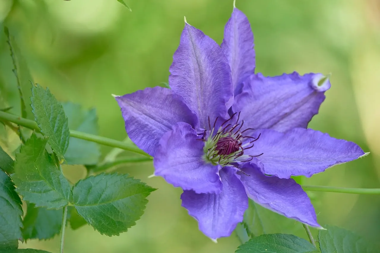 Vibrant Purple Clematis: Delicate Garden Beauty in Bloom