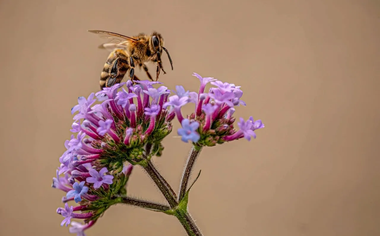 Vibrant Verbena: Bee Pollinating Purple Flowers in Nature's Embrace
