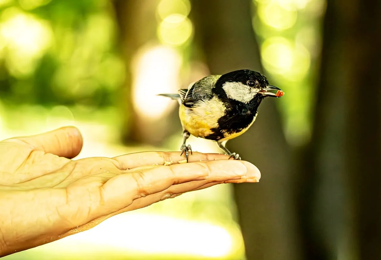 Enchanting Encounter: Tit Feeding from a Human Hand