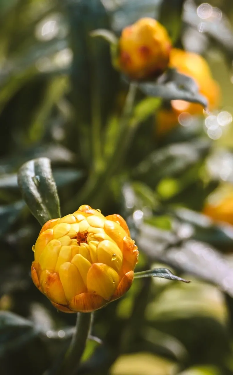 Vivid Yellow Bud: Nature's Morning Dewdrop Delight