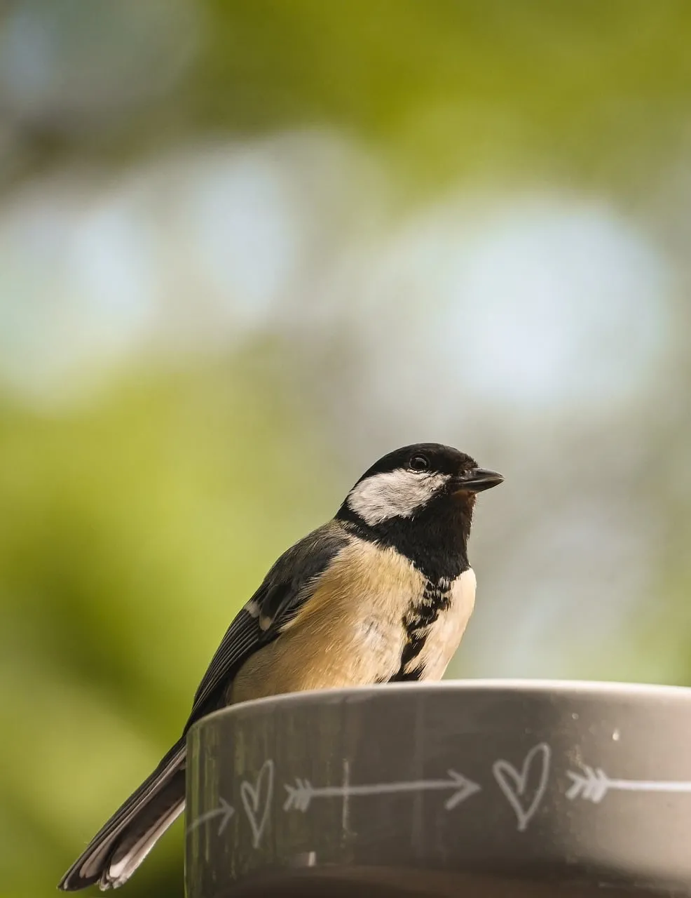 Charming Great Tit Perched in Natural Light
