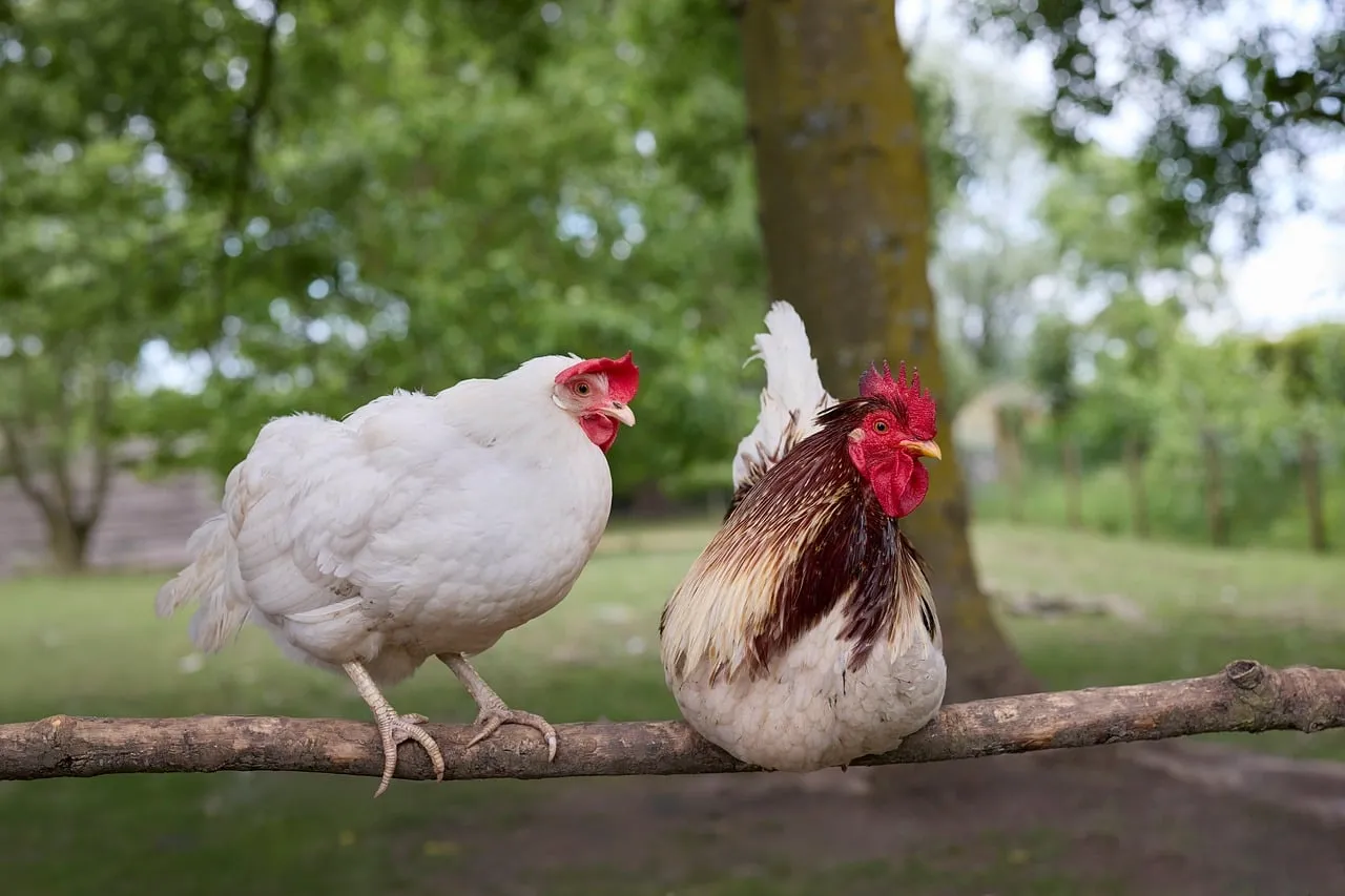 Charming Farm Duo: Chickens Perched in Rural Bliss