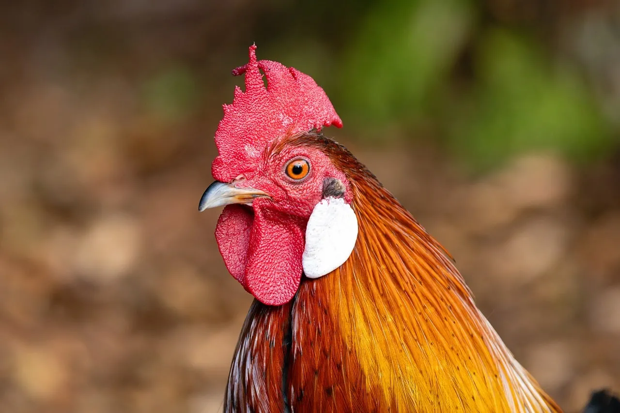 Vibrant Rooster Portrait: Nature's Fiery Charm