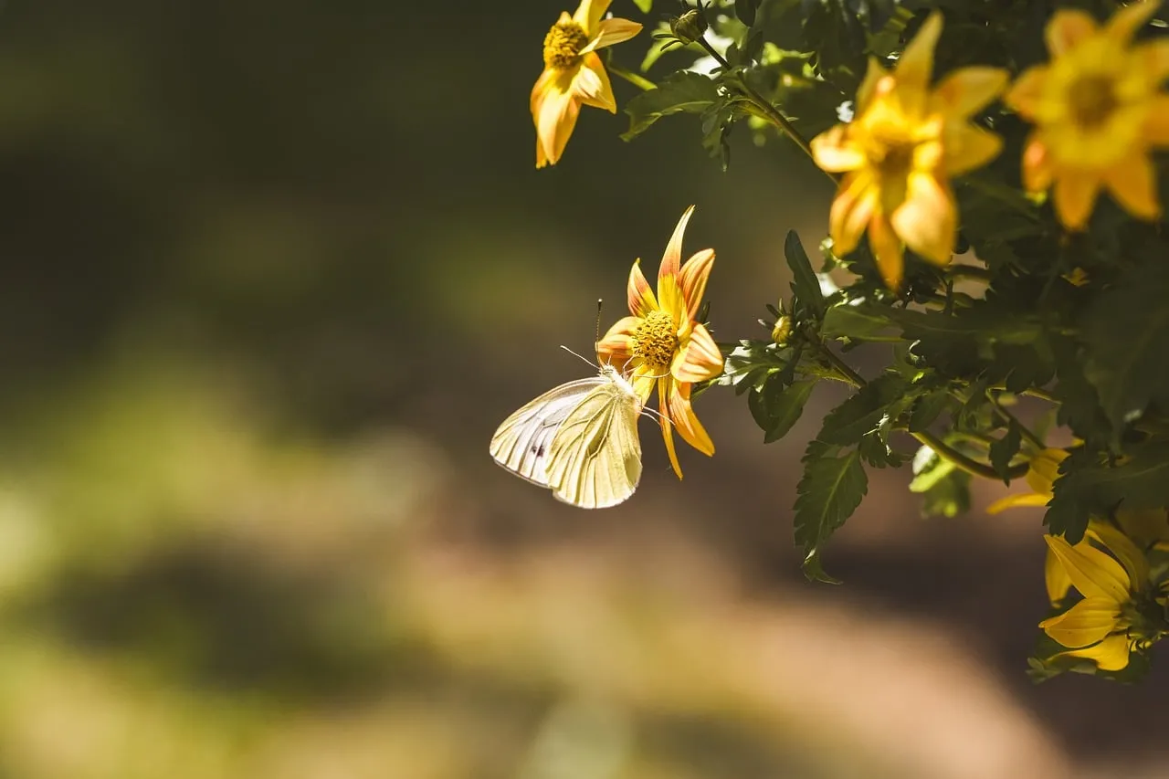 Delicate White Butterfly on Vibrant Yellow Blossom