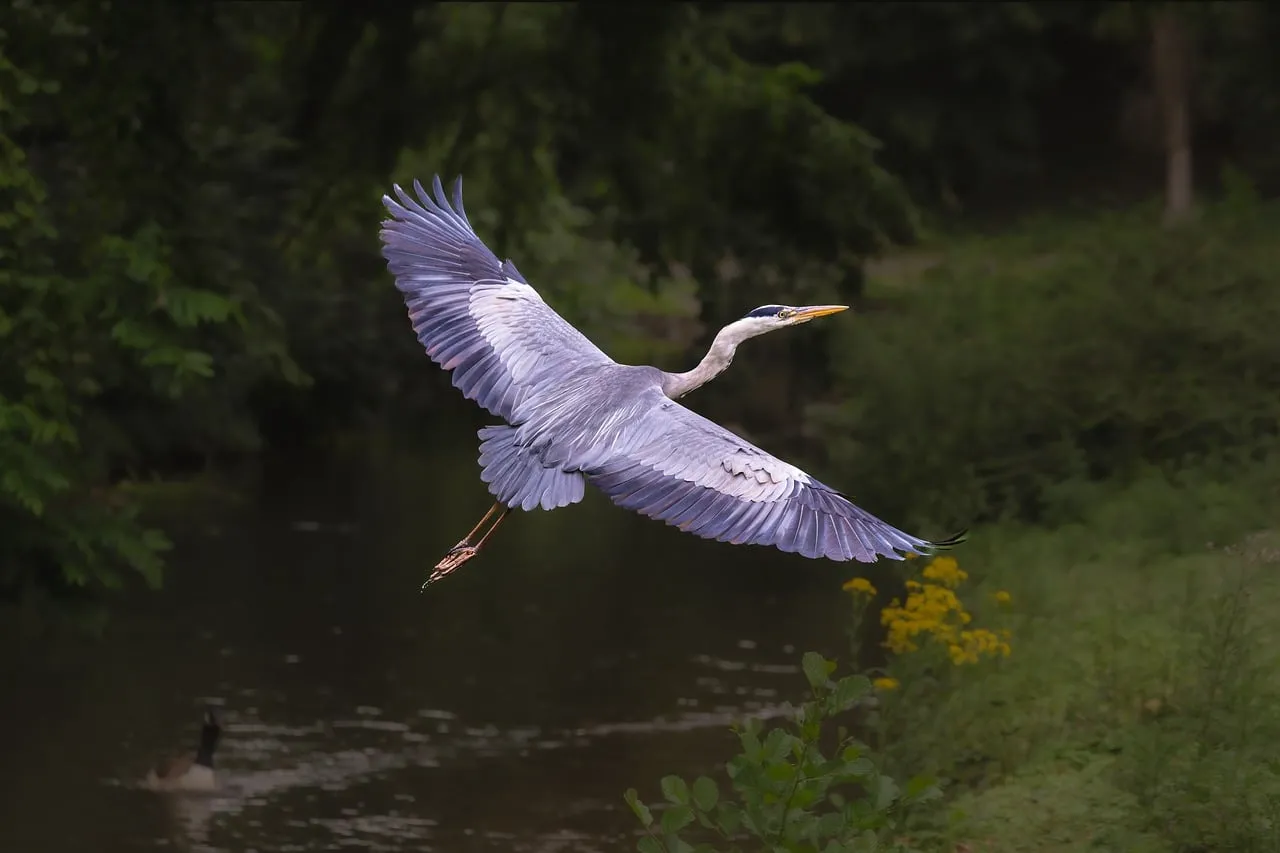 Majestic Grey Heron in Flight: Nature's Grace Captured in 4K