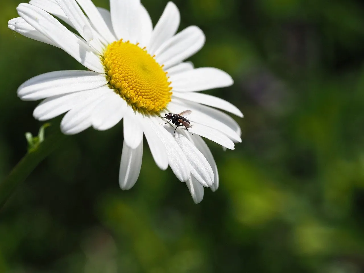 Macro Magic: Fly Rests on Vibrant Daisy Petal