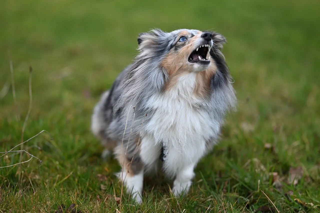 Fierce Blue Merle Shetland Sheepdog Unleashed