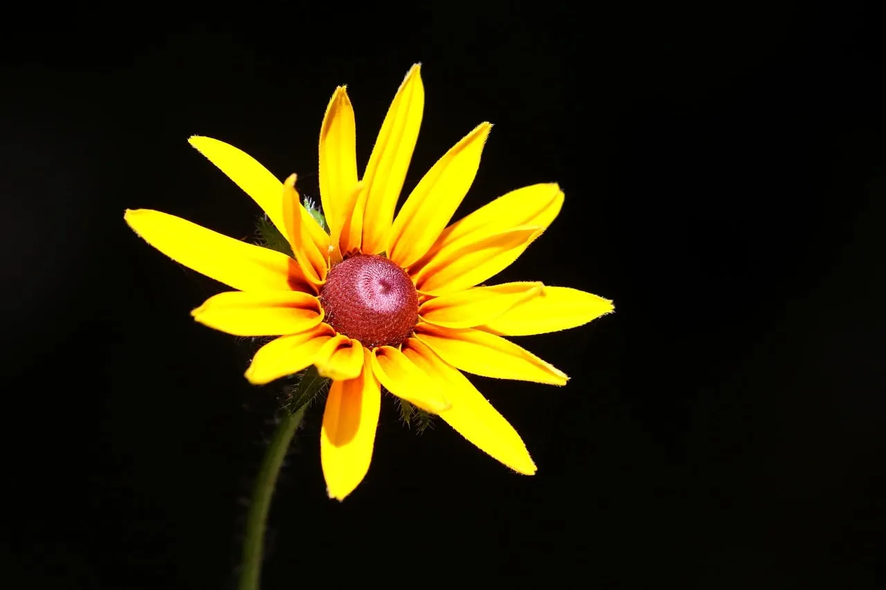 Vivid Rudbeckia: A Striking Yellow Blossom on Black