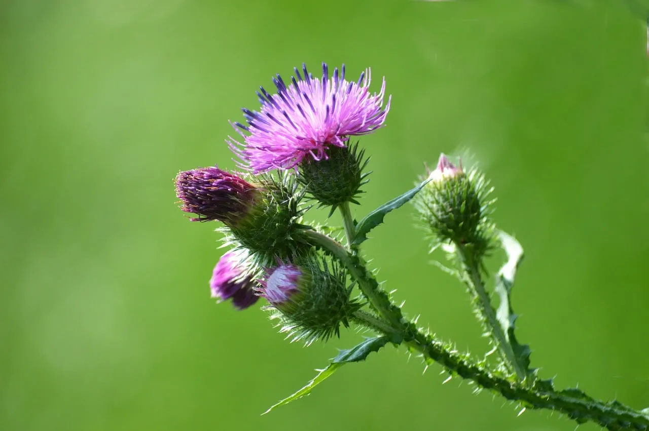 Vibrant Thistle Blooms: Nature's Resilient Beauty