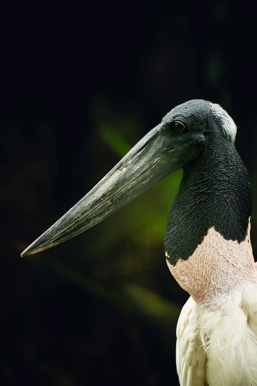 Striking Black and White Stork with Prominent Beak in Nature