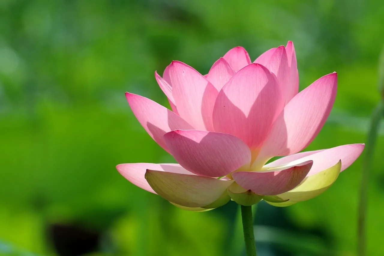 Stunning Pink Lotus: Nature's Serene Blossom in Full HD