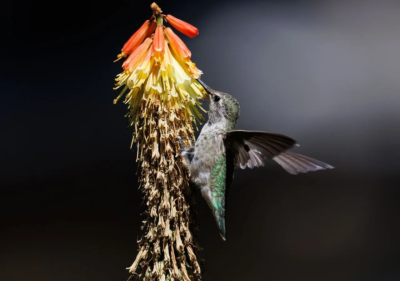 Vibrant Nectar Feast: Hummingbird Pollinating a Fiery Bloom