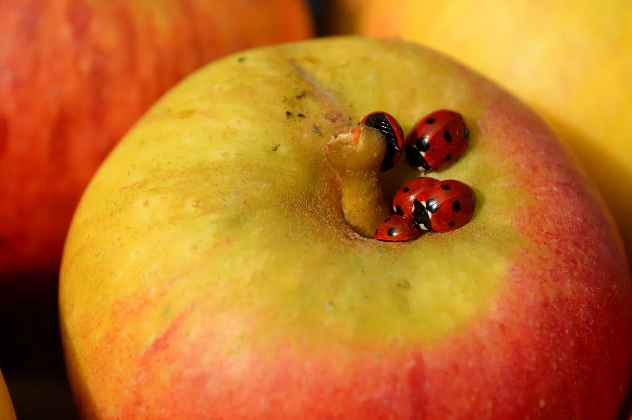 Vibrant Autumn Harvest: Ladybugs on a Ripe Apple