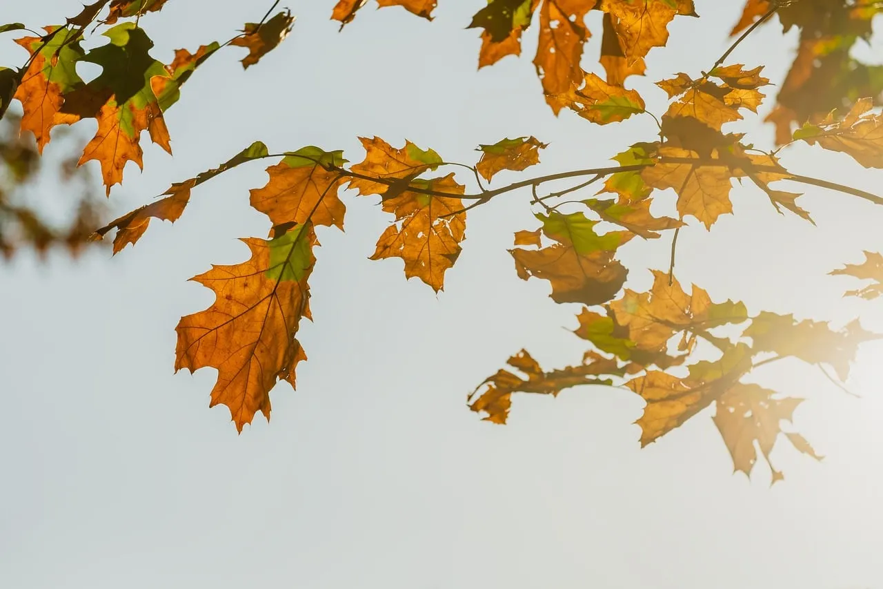 Stunning Autumn Glow: Golden Leaves Bathed in Sunlight