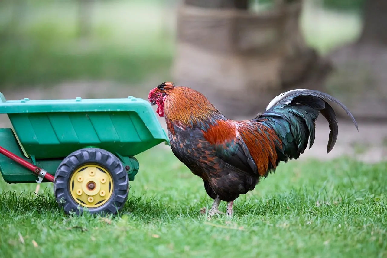 Vibrant Rooster Guards Toy Wagon in Lush Summer Grass