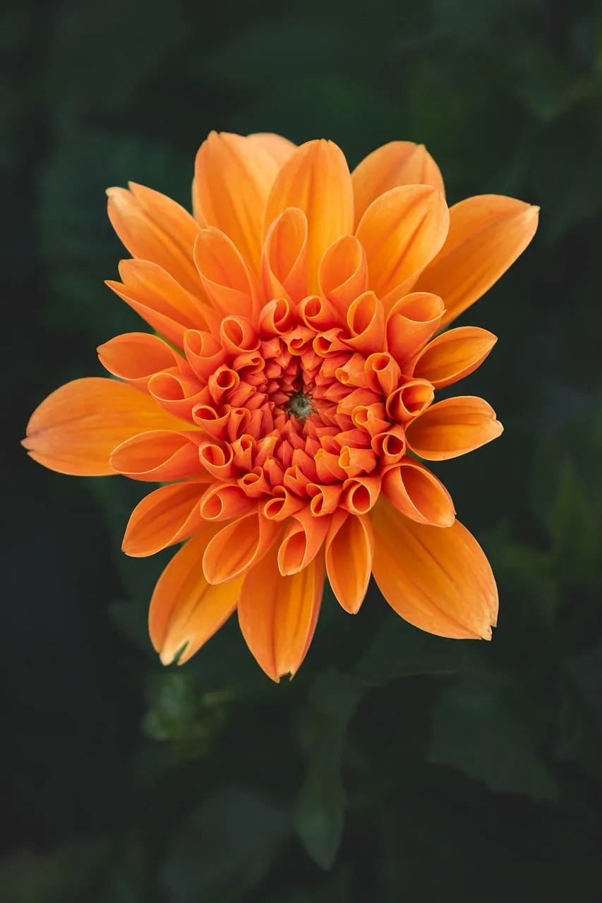 Vibrant Orange Dahlia: A Summer Blossom's Close-Up