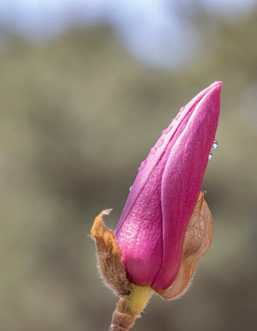 Vibrant Magnolia Bud: A Promise of Spring's Delicate Beauty