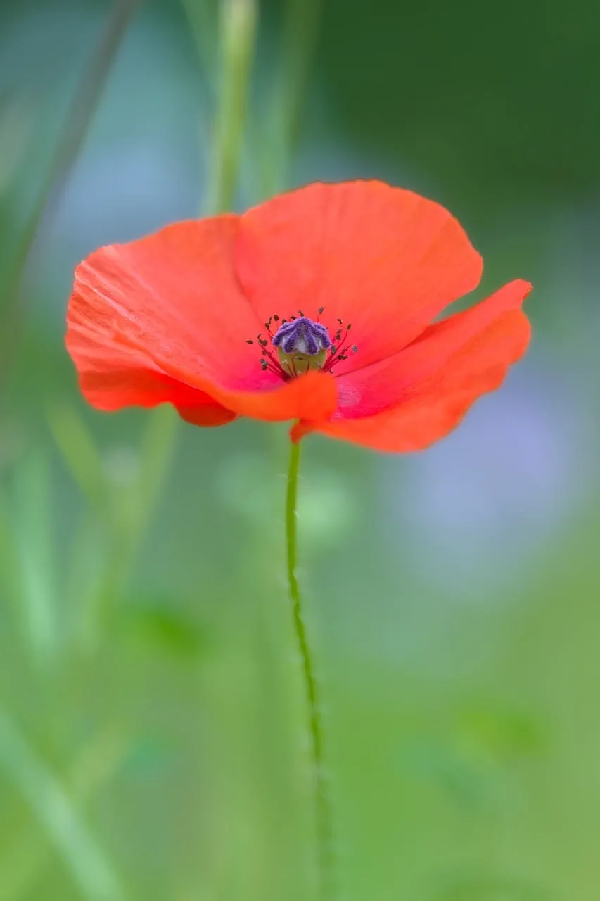 Vibrant Red Poppy: Spring's Delicate Macro Beauty