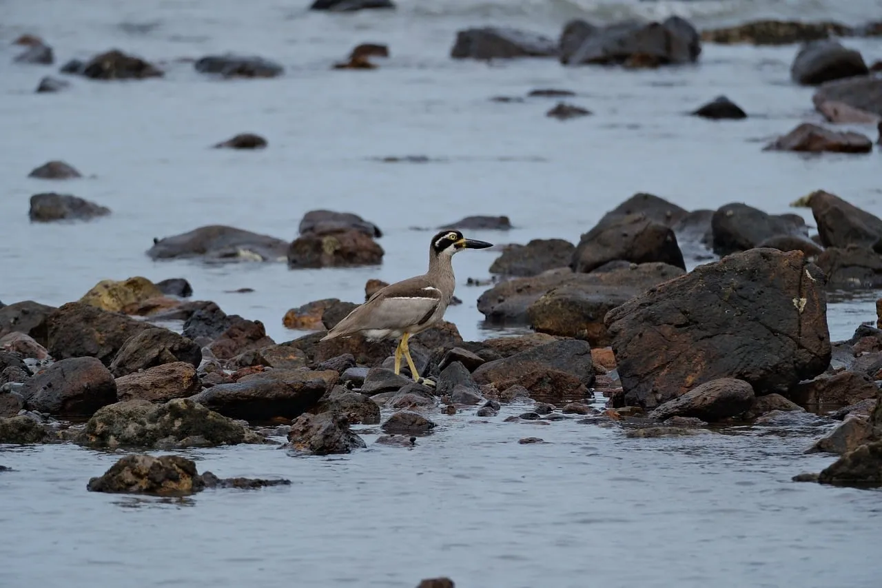 Striking Stone-Curlew: Nature's Camouflaged Coastal Hunter