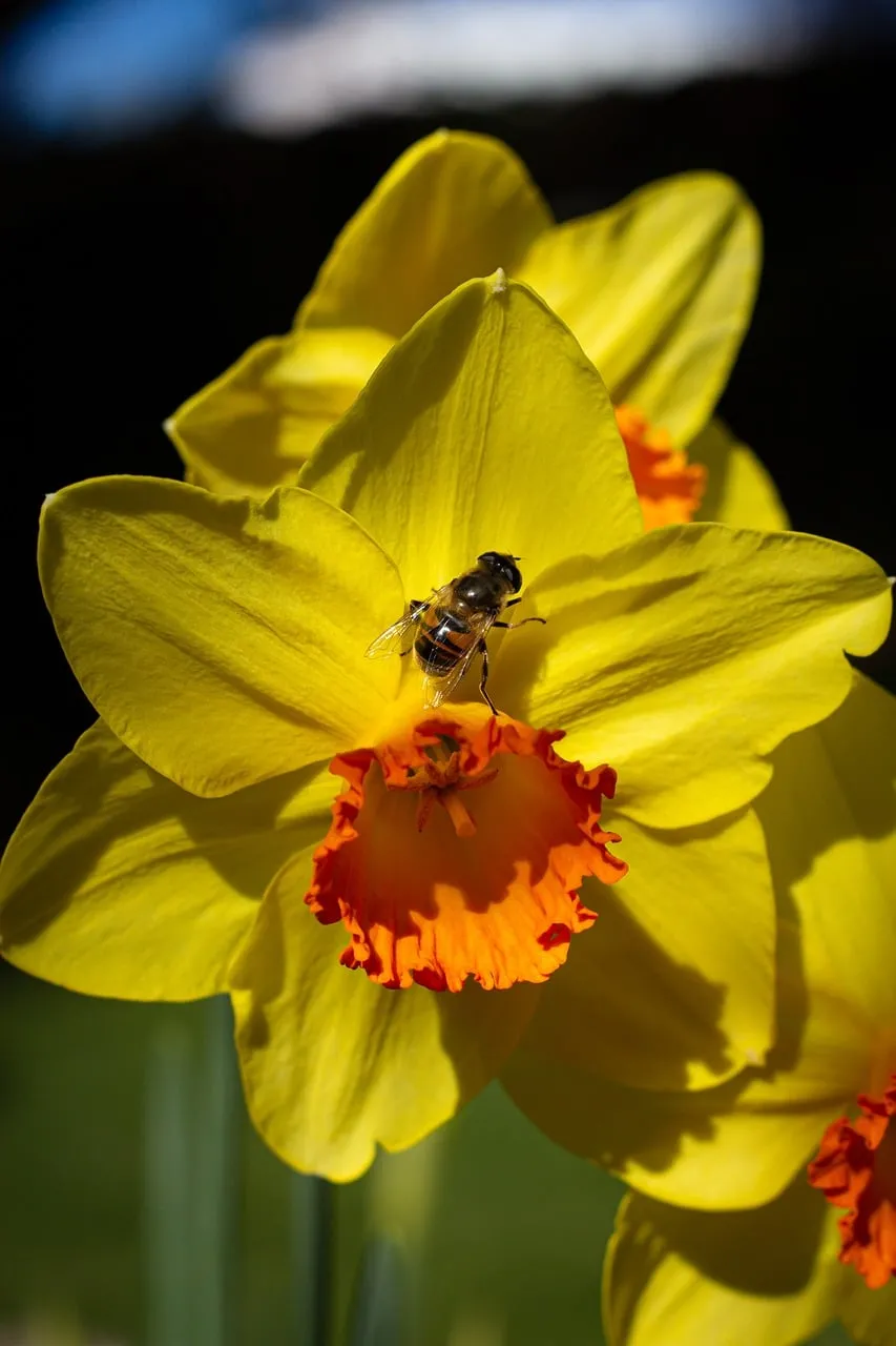 Vibrant Yellow Daffodil: Bee Pollinating in Sunny Garden