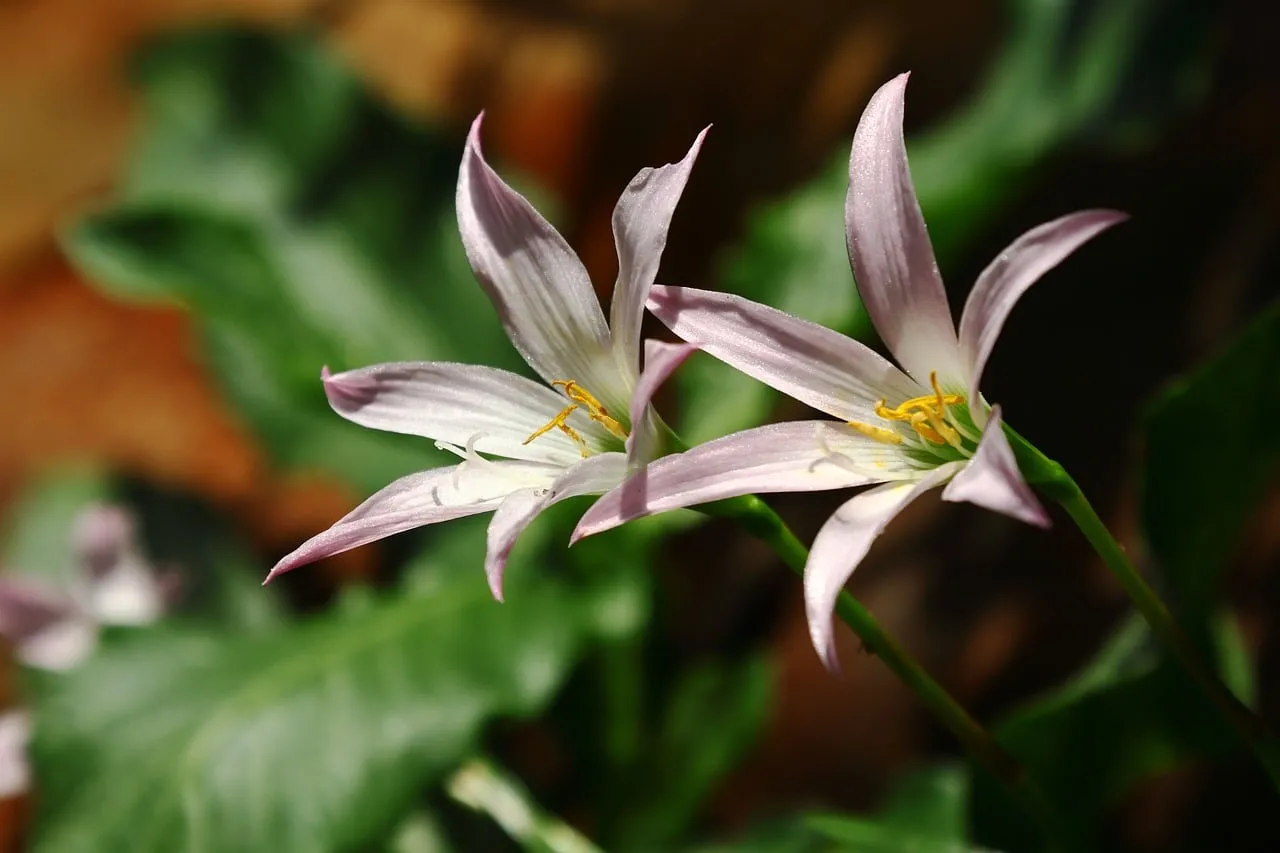 Delicate Lily Bloom: Fragile Beauty in Golden Sunlight