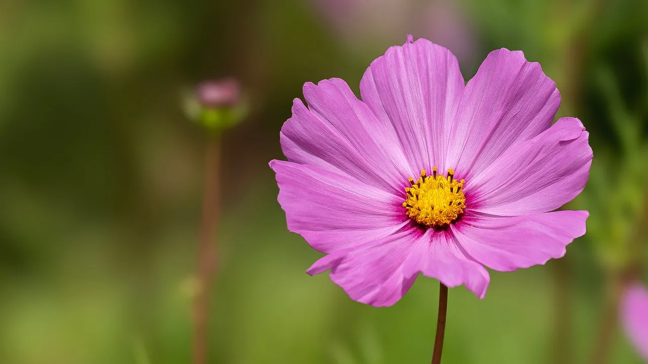 Vibrant Pink Cosmos: Nature's Delicate Beauty