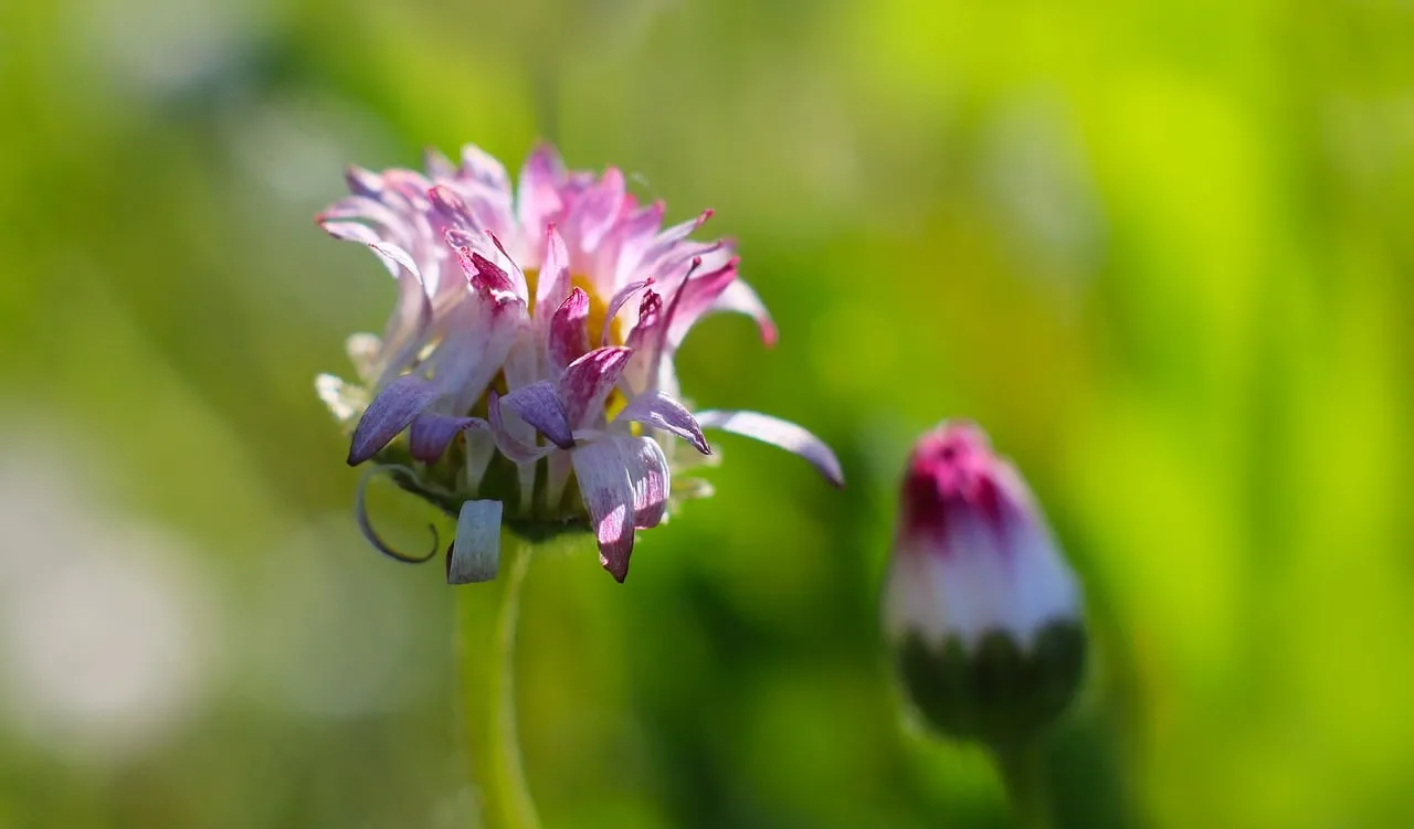 Vibrant Pink Daisy: A Macro Symphony of Nature's Bloom