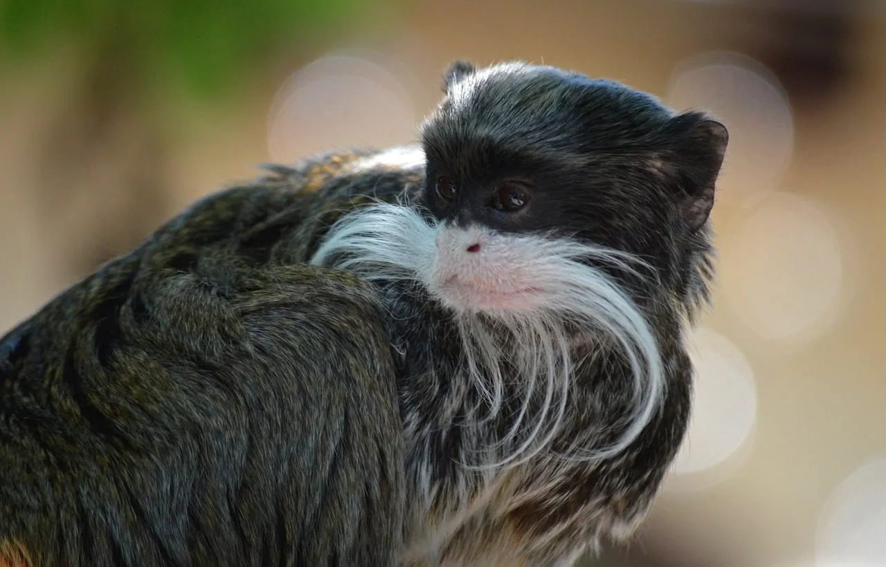 Enchanting Emperor Tamarin: A Mustached Primate in Nature