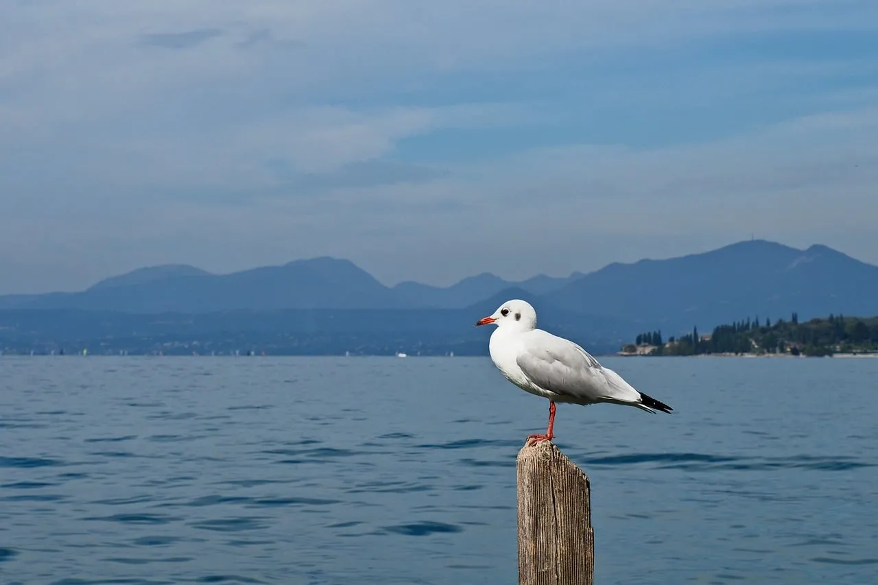 Serene Seagull Overlooking Lake Garda's Mountainous Panorama