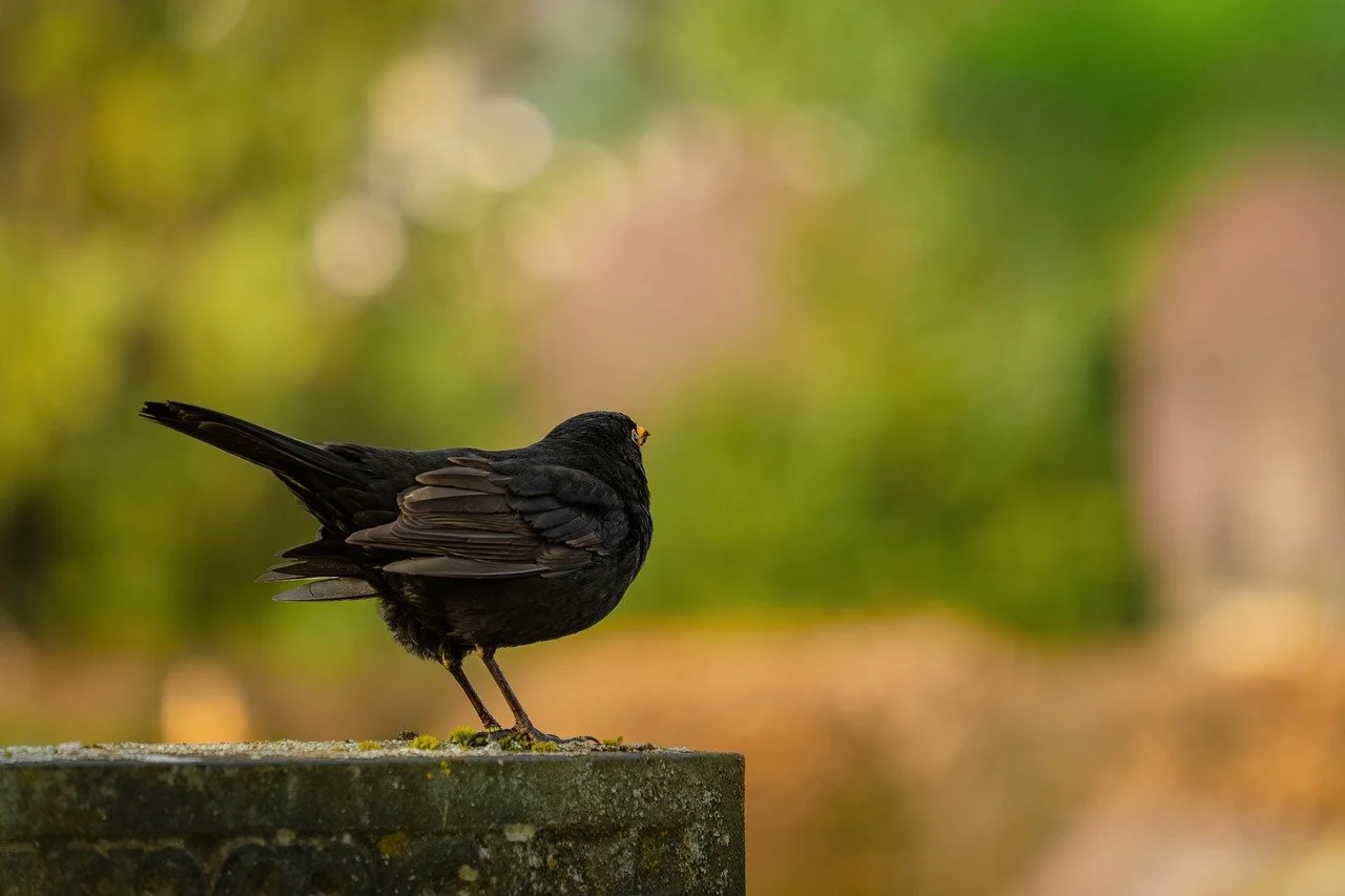 Vibrant Blackbird: A Nature's Sentinel in Detail