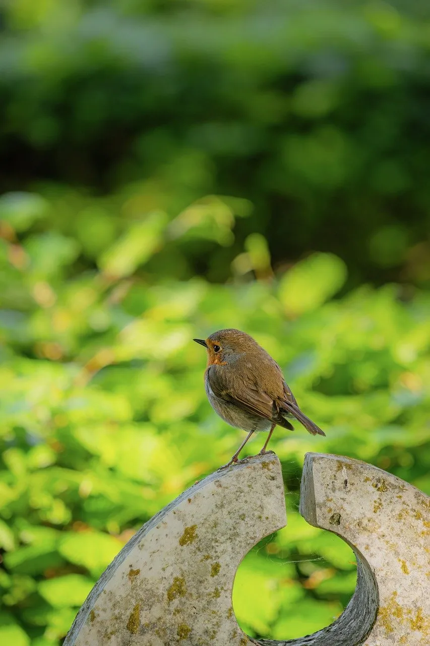 Charming Robin Perched in Spring Garden