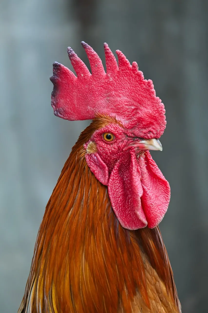 Vibrant Roosters: A Striking Close-up of Rural Beauty