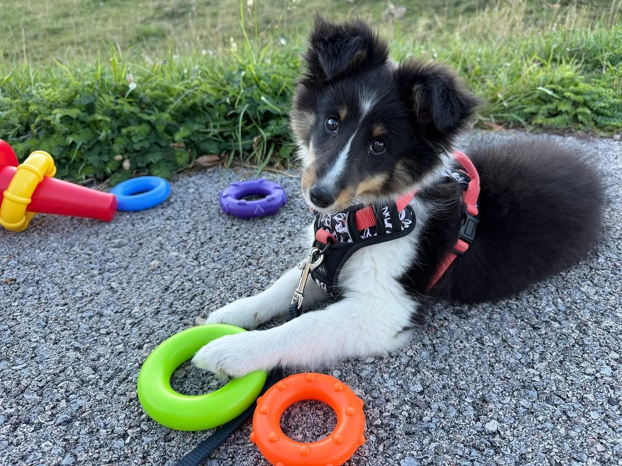 Adorable Shetland Puppy: Playful Posing with Colorful Rings