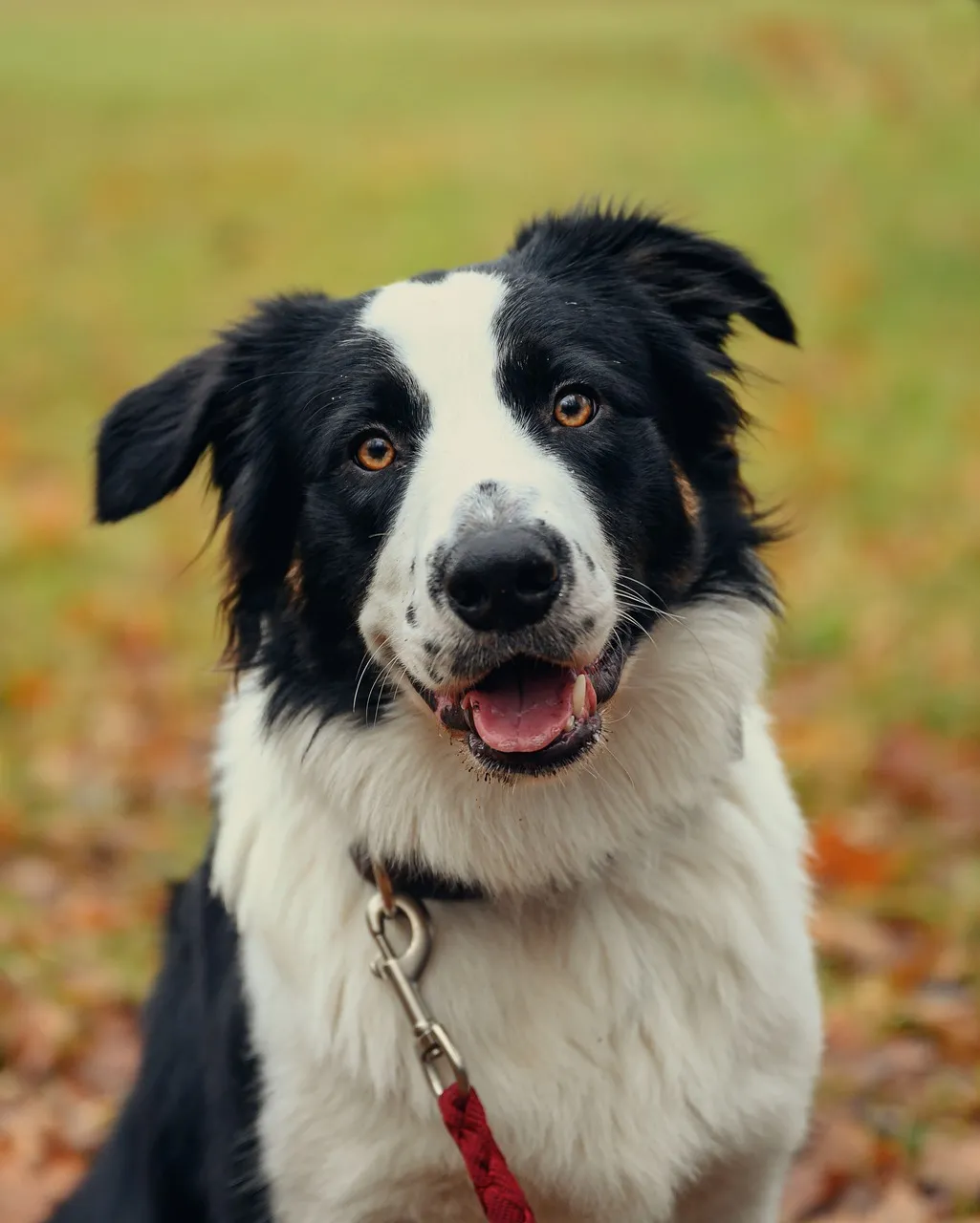 Charming Border Collie: Adorable Pet Portrait Outdoors