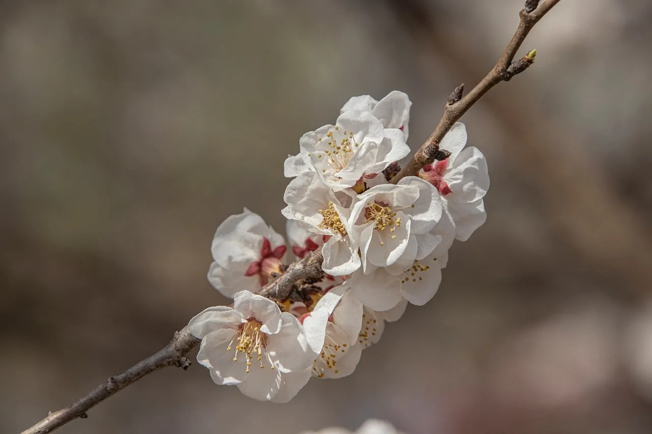 Delicate White Apricot Blossoms Herad Spring's Gentle Embrace