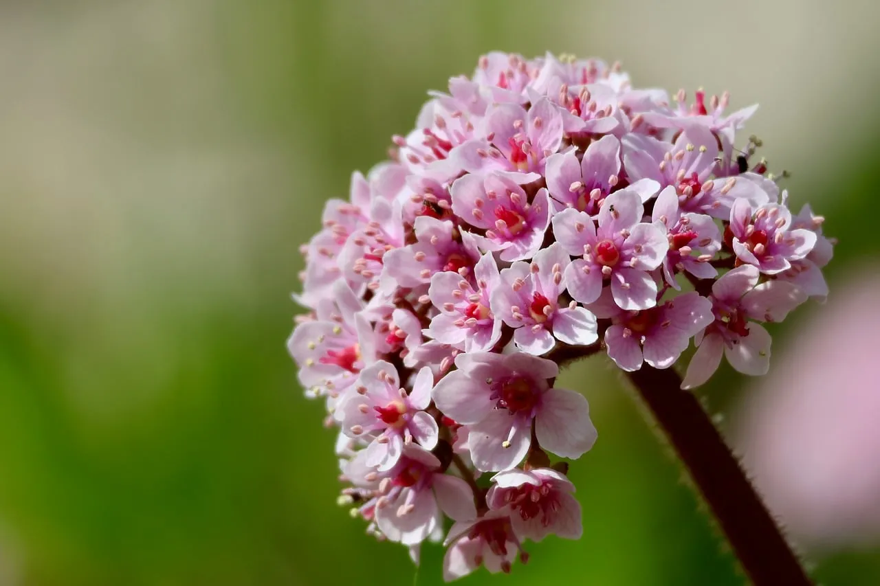 Stunning Pink Spring Flowers: Macro Beauty on Green Background