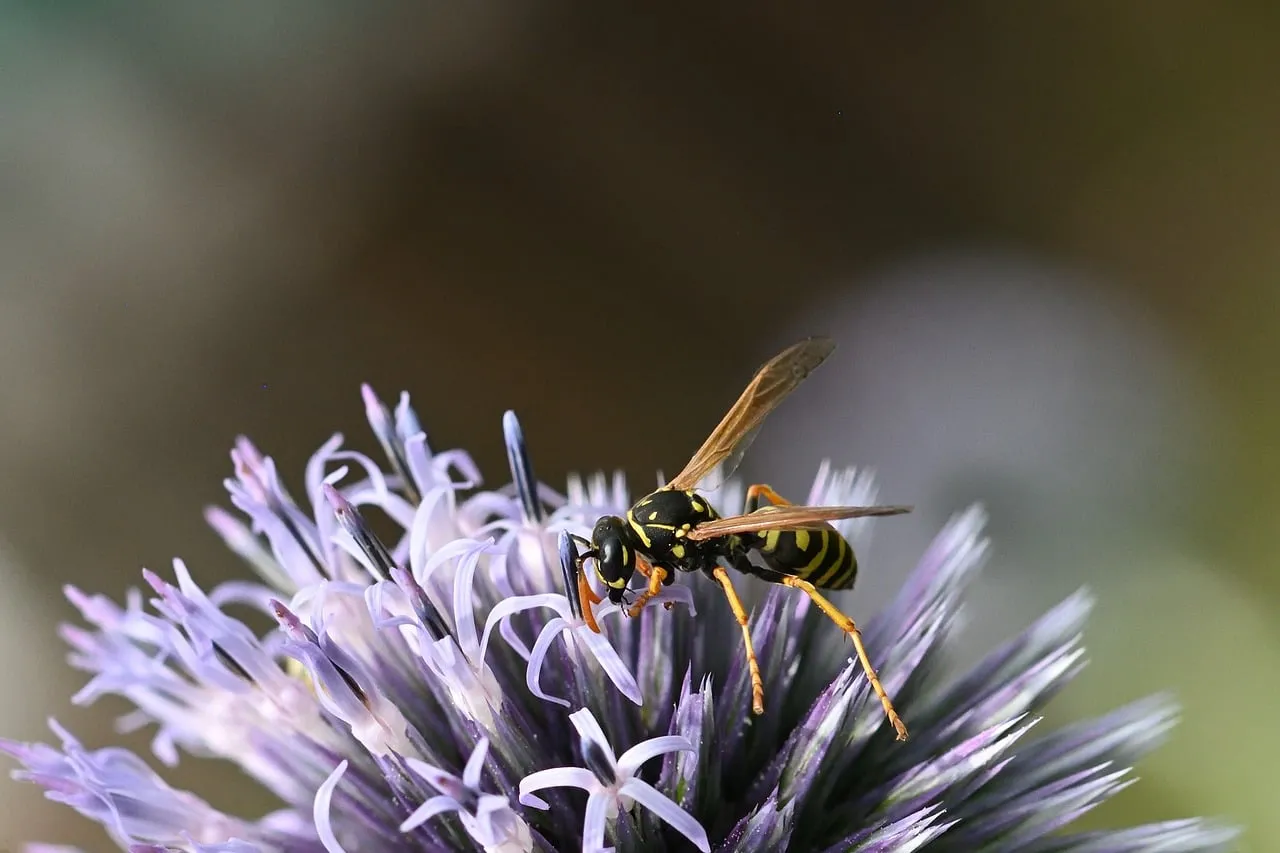 Stunning Macro: Wasp Pollinating Thistle in Summer