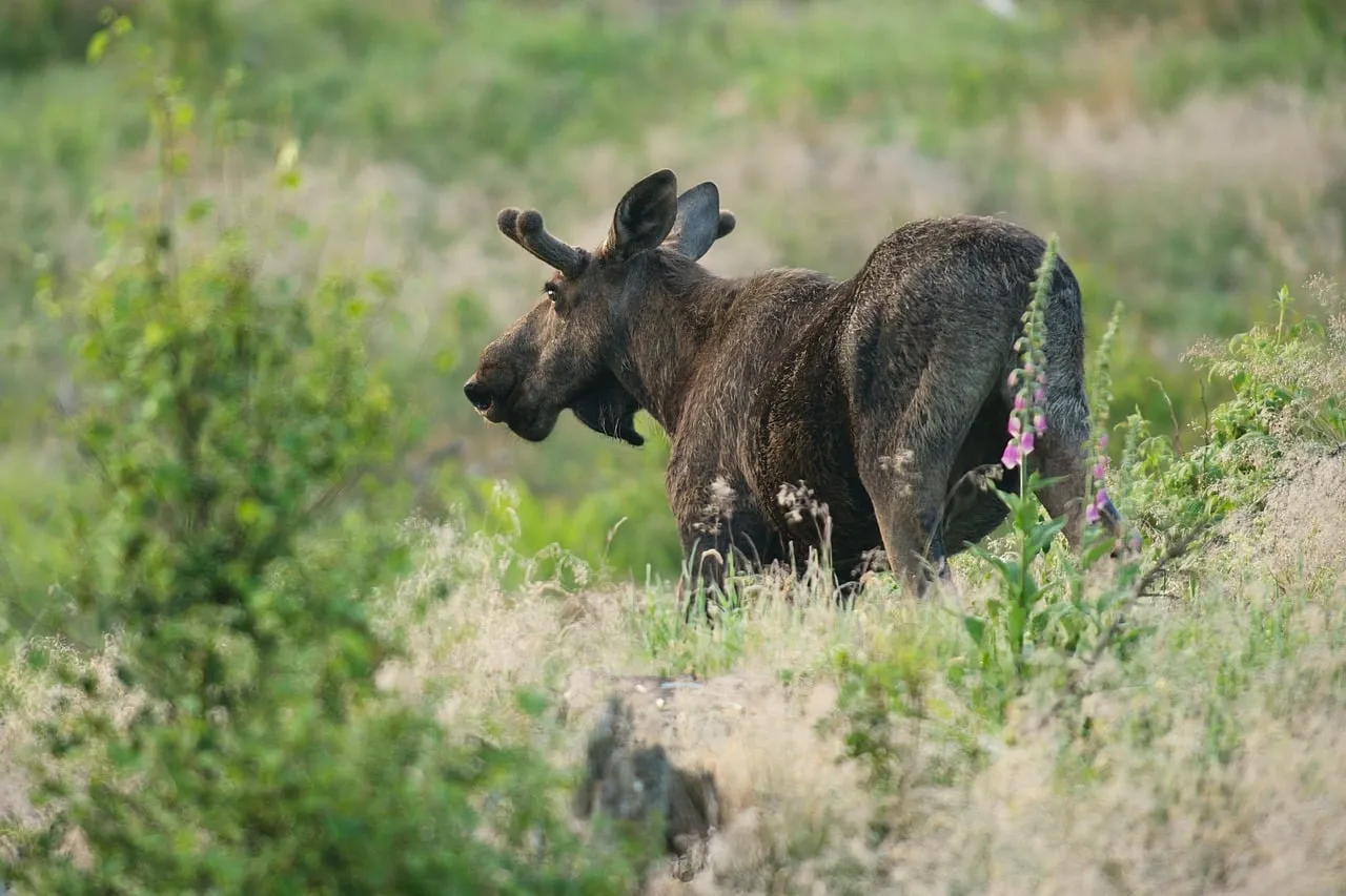 Majestic Moose: Summer Wildlife in Green Forest