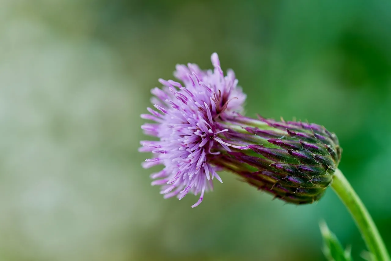 Vibrant Purple Thistle: A Macro Bloom in Nature