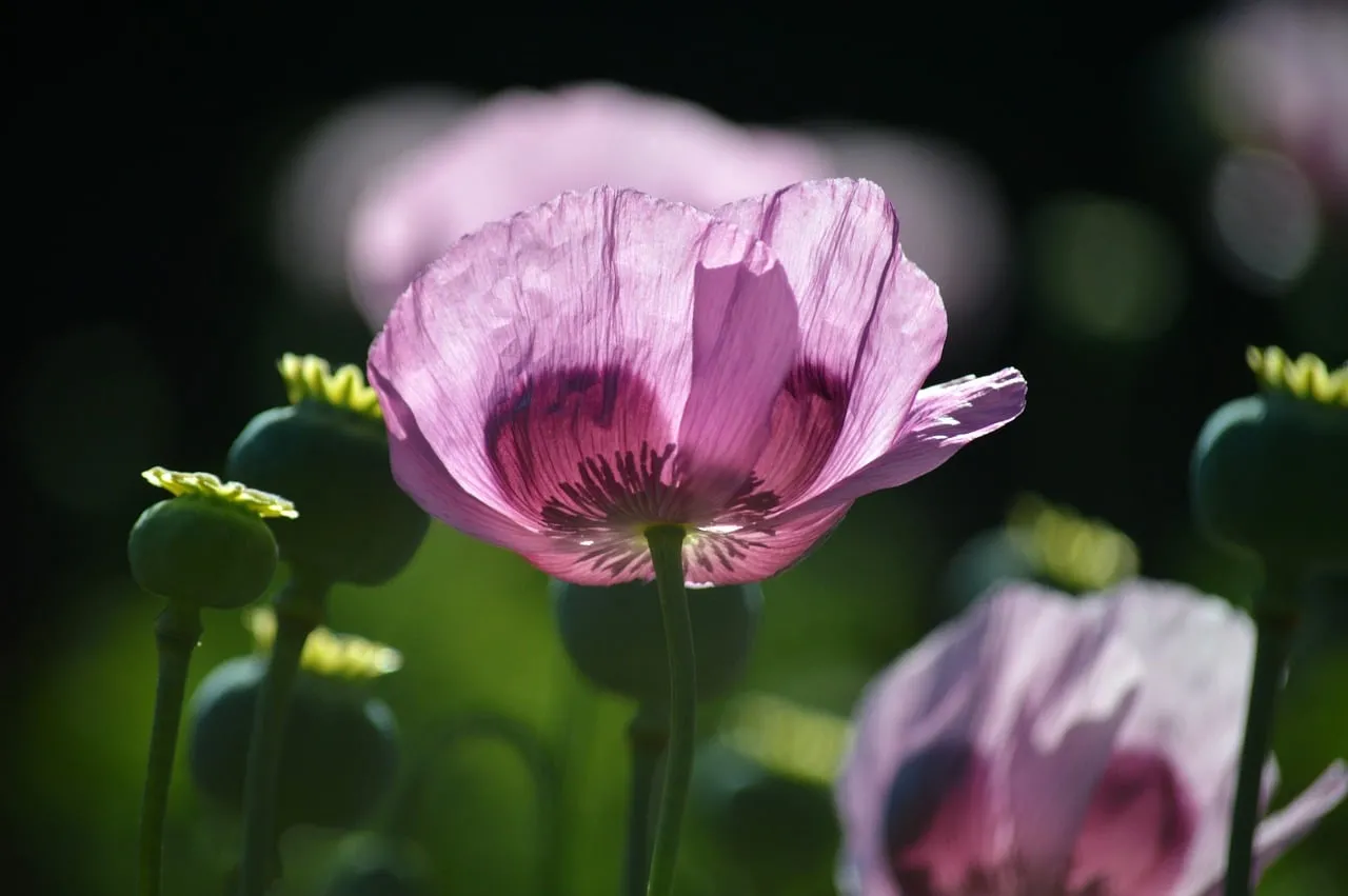 Enchanting Backlit Pink Poppies: A Summer Garden's Delicate Beauty