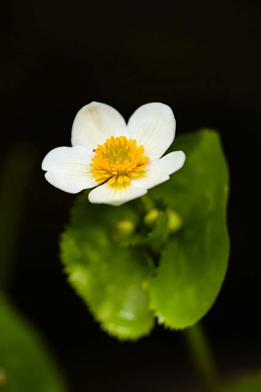Stunning White Buttercup: Delicate Bloom in Nature's Embrace