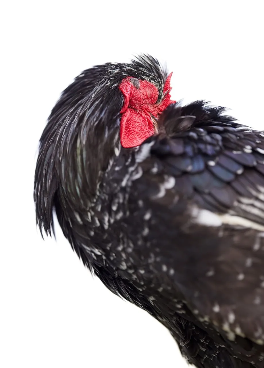 Serene Slumber: Close-up of a Black Rooster Sleeping Peacefully