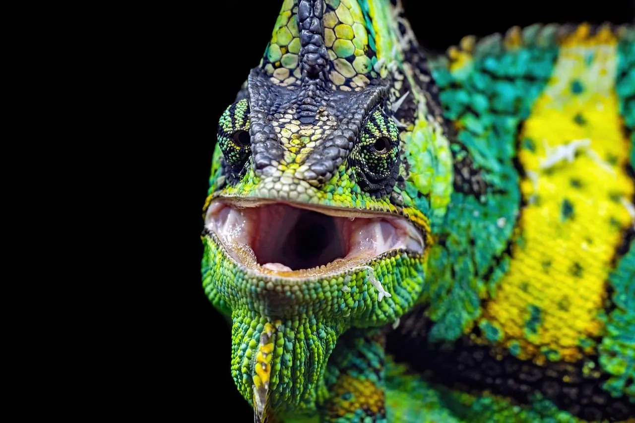 Vibrant Veiled Chameleon Roaring Close-Up