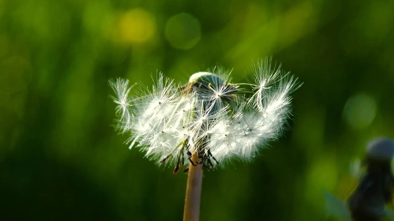 Enchanting Dandelion Seeds: Nature's Delicate Symphony