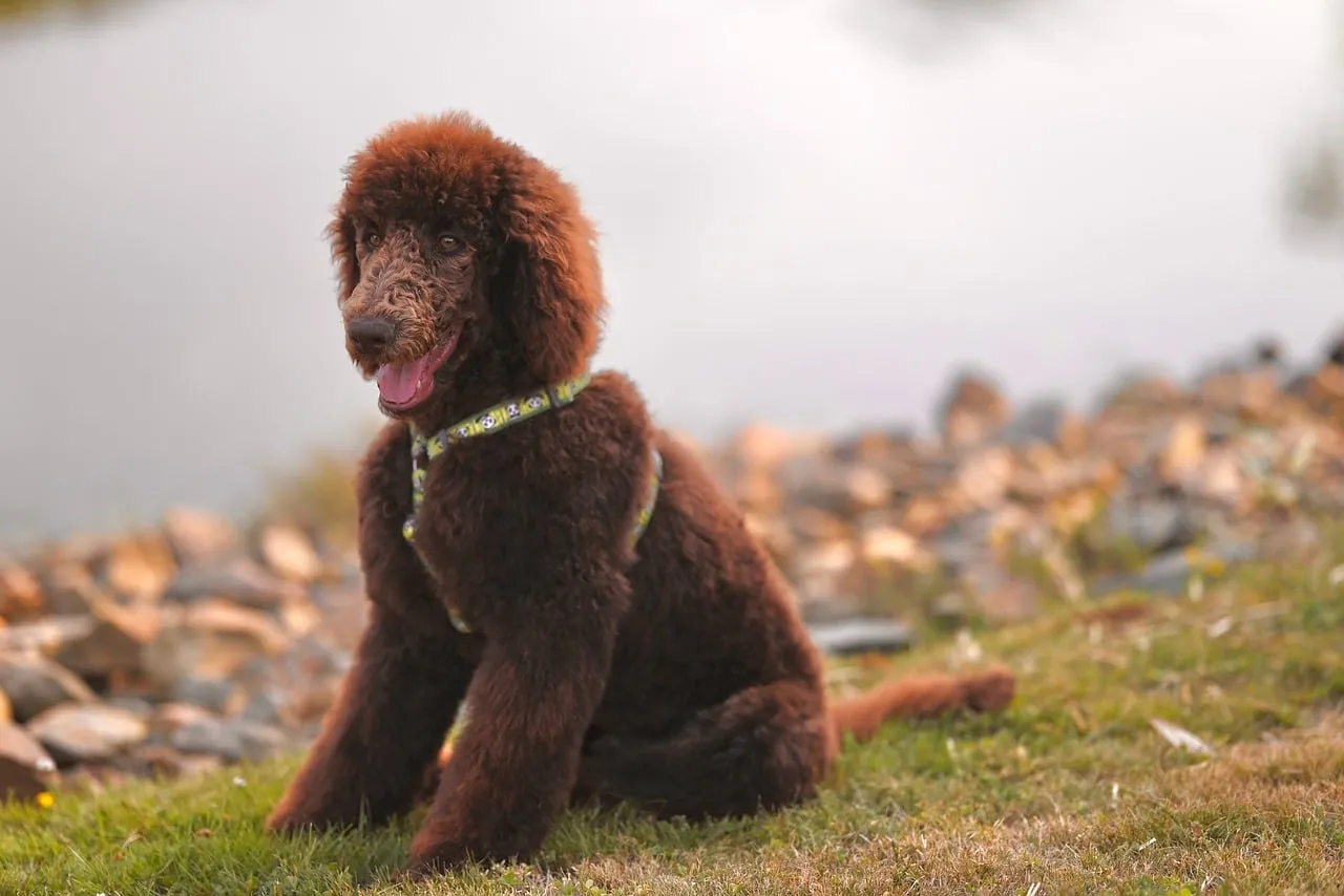 Charming Chocolate Poodle Posing by the Lake