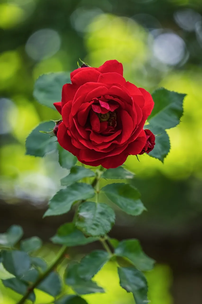 Vibrant Red Rose: A Summer Garden's Blooming Beauty
