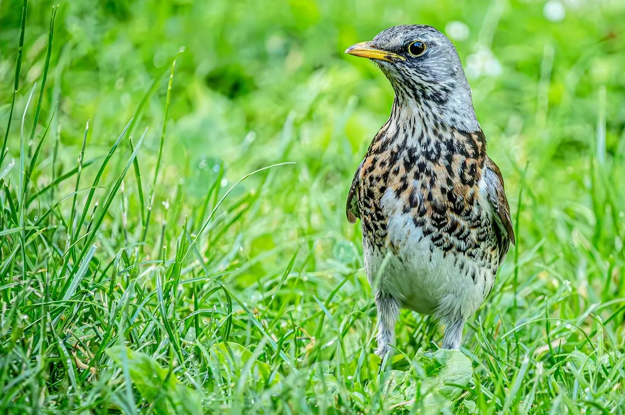Vibrant Fieldfare: A Hidden Gem in Spring Grass