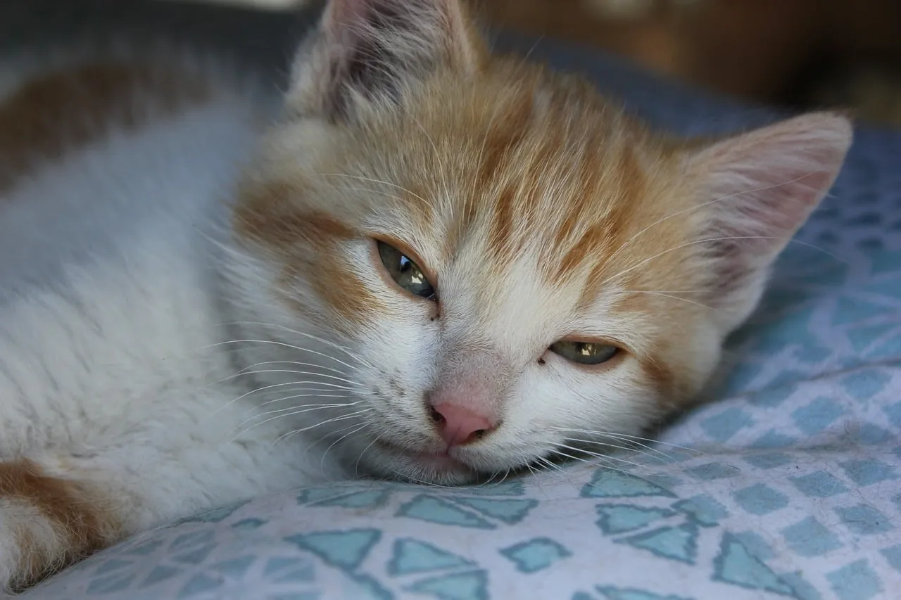 Adorably Sleepy Ginger Kitten Napping Peacefully