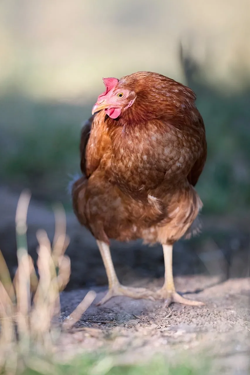 Curious Brown Hen: Farmyard Elegance in Nature