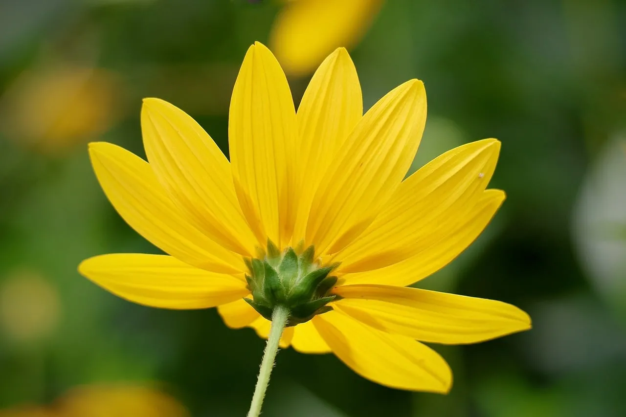 Vibrant Yellow: Jerusalem Artichoke Bloom from Behind